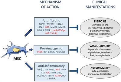 Mesenchymal Stem Cells in Systemic Sclerosis: Allogenic or Autologous Approaches for Therapeutic Use?